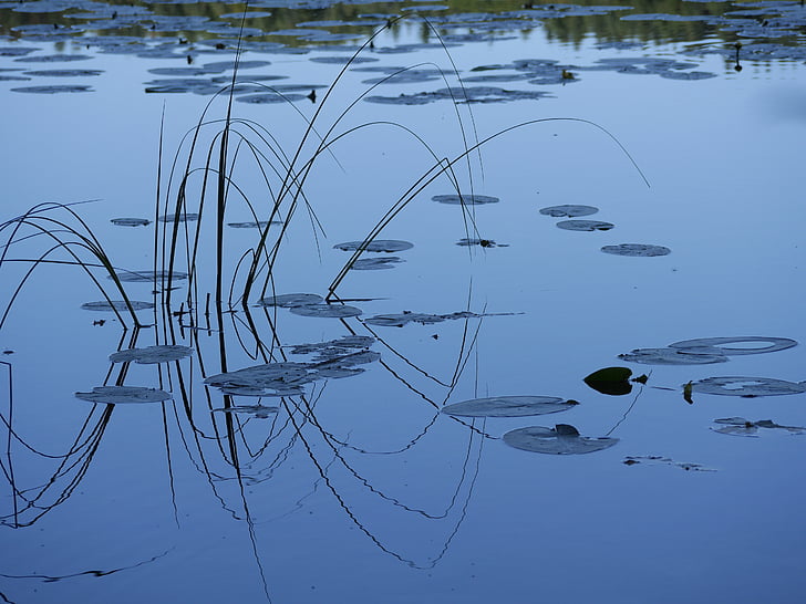 Lacul, reflecţie, lillypads, apa, calm