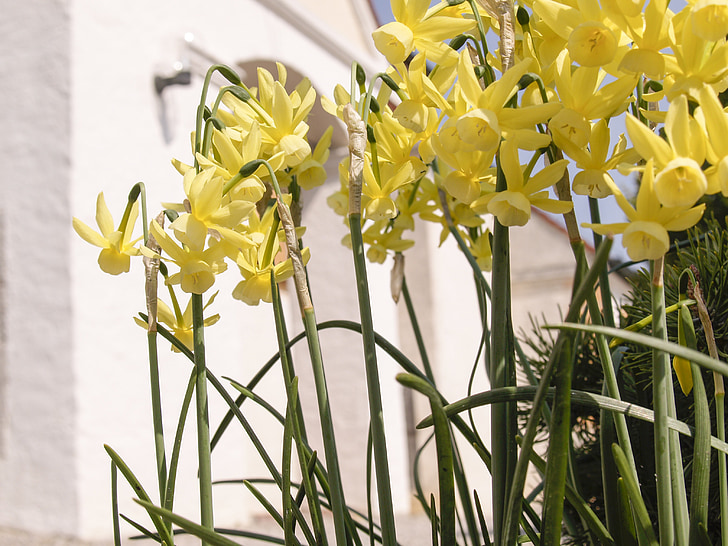narcissus, daffodils, flowers, yellow, spring, nature, plant