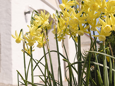 Narcissus, påskliljor, blommor, gul, våren, naturen, Anläggningen