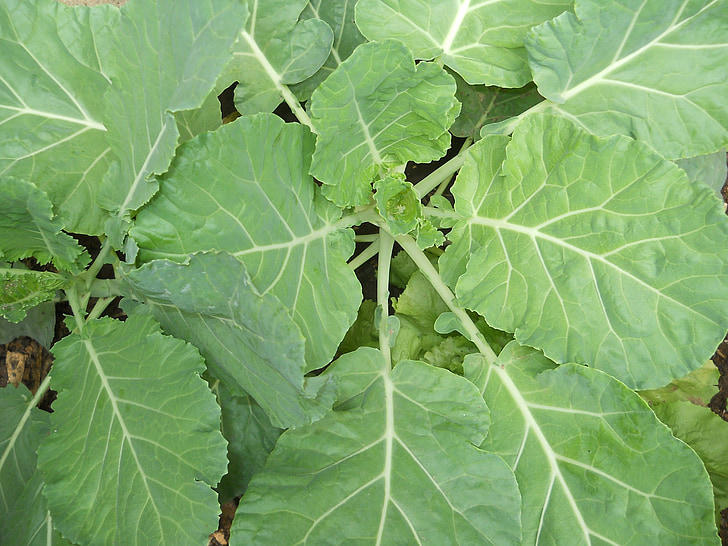 Kale, zahrada, domácí, jedlé listy, jídlo