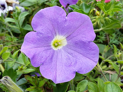 Petunia, modrá, kvet, Príroda, Záhrada, letné, rastlín