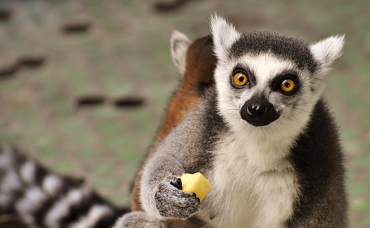 mono, Lemur, lindo, comer, Parque zoológico, Äffchen, dulce