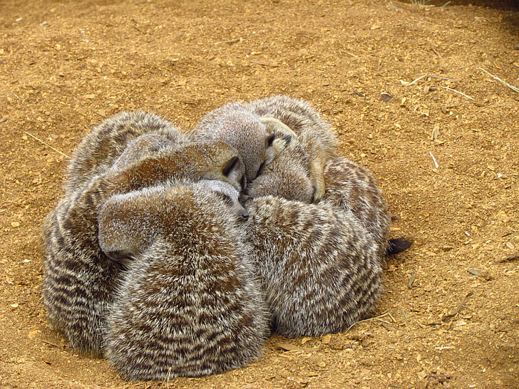meerkat, cuddle, sand, furry, cuddling, zoo