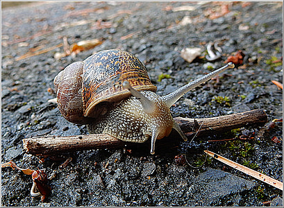 snail, garden, pest, nature, gastropod, shell, brown