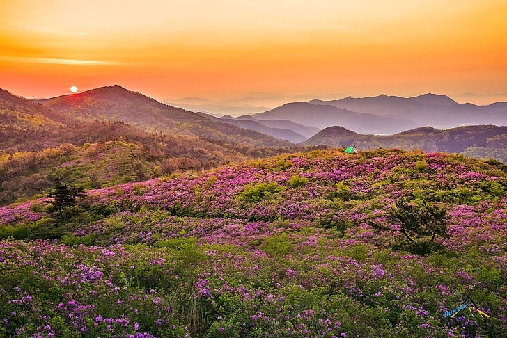 spring, purple, sunset, scenics, landscape, nature, flower
