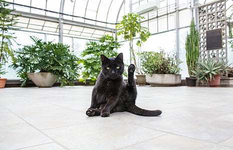 μαύρο, γάτα, κοντά σε:, πράσινο, εσωτερική, φυτά, κτίριο