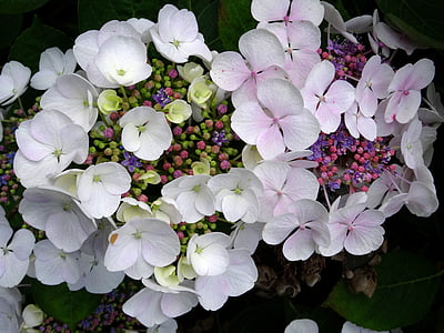 Blossom, Bloom, Hydrangea, Sulje, valkoinen, sininen, vaaleanpunainen
