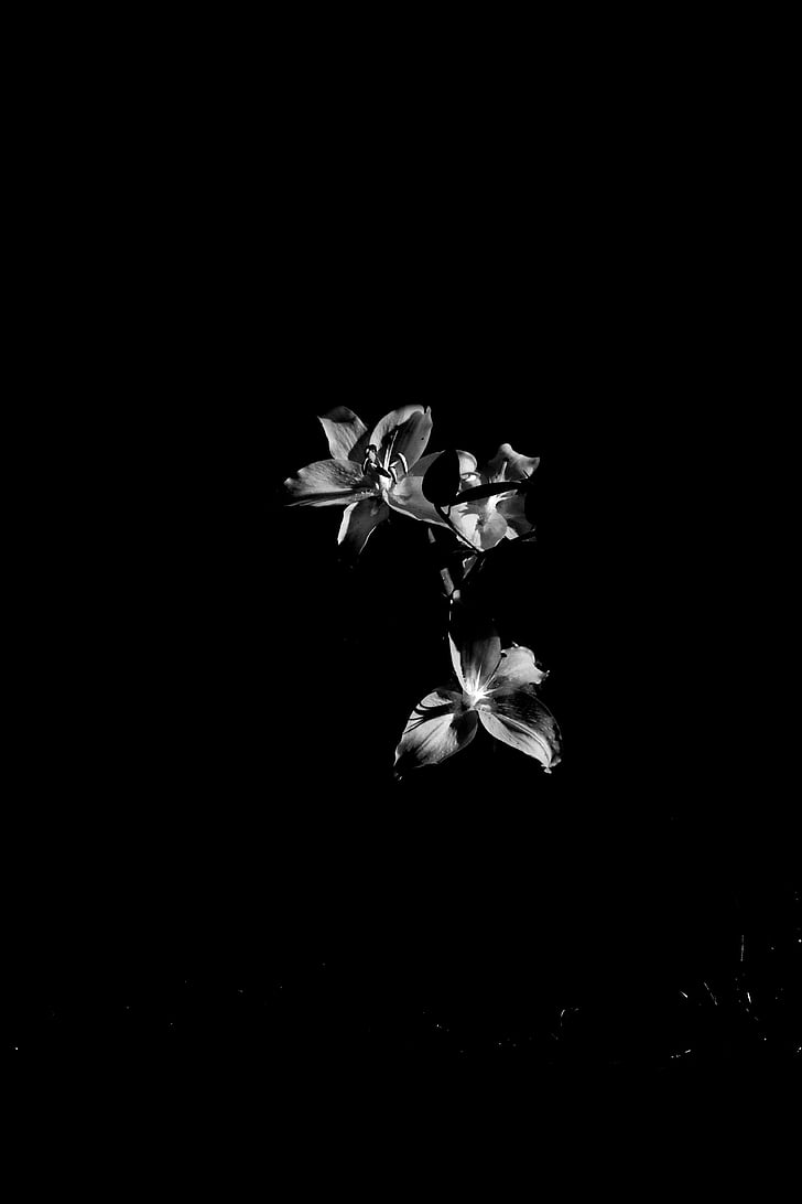 květiny, černá a bílá, světlo