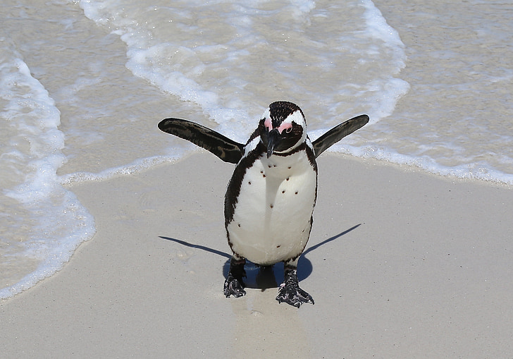 Pingüino de, cabo, cantos rodados, mar, Playa, alas, abrir