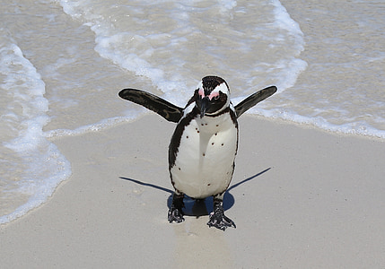 Pinguin, Kap, Findlinge, Meer, Strand, Flügel, Öffnen