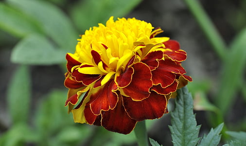 carnation, plant, flower, blossom, bloom, red yellow, nature