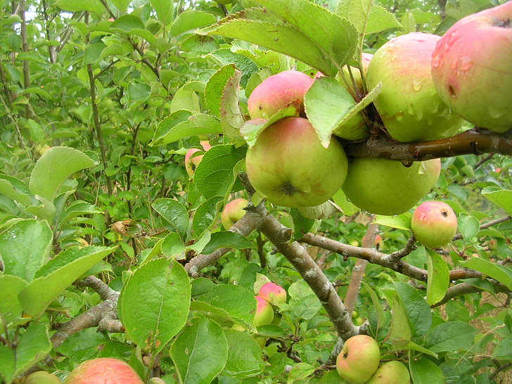 ābolu, augļi, koks, daba, veģetācija