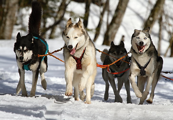 dört, Alaskan, Malamute, çalışan, Beyaz, alan, köpek