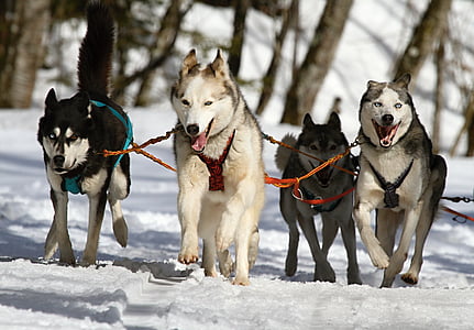 four, alaskan, malamute, running, white, field, dog