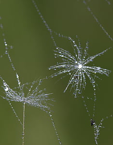 dandelion, spider web, drops, wet, macro, plant, water