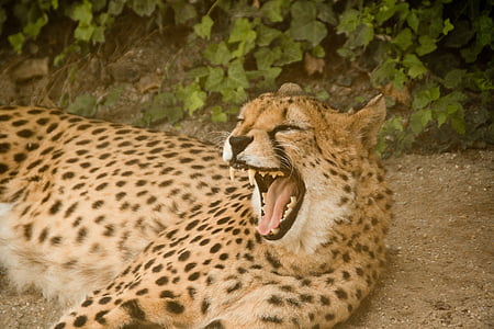 Cheetah, rovdyr, katten, stor katt, rovdyr, Afrika, Kenya