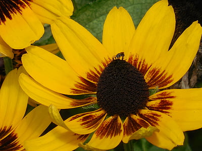 Black eyed susan, bunga, kuning, Black-Eyed, Susan, musim panas, Daisy
