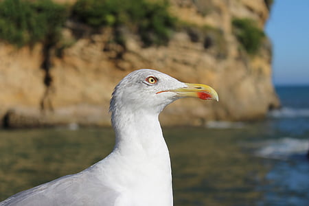 pájaro, mar, Seagull, pájaro del agua