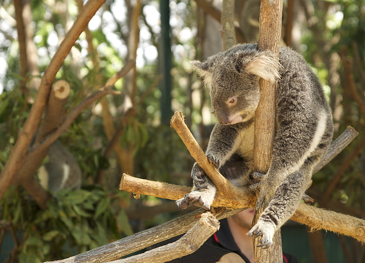 Koala, lustaság, fáradt