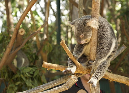 Koala, slinkums, noguris