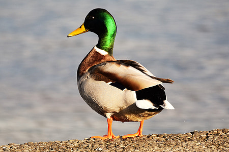duck, lake constance, bird, water bird, romanshorn