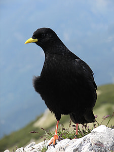 bergdohle, màu đen, con chim