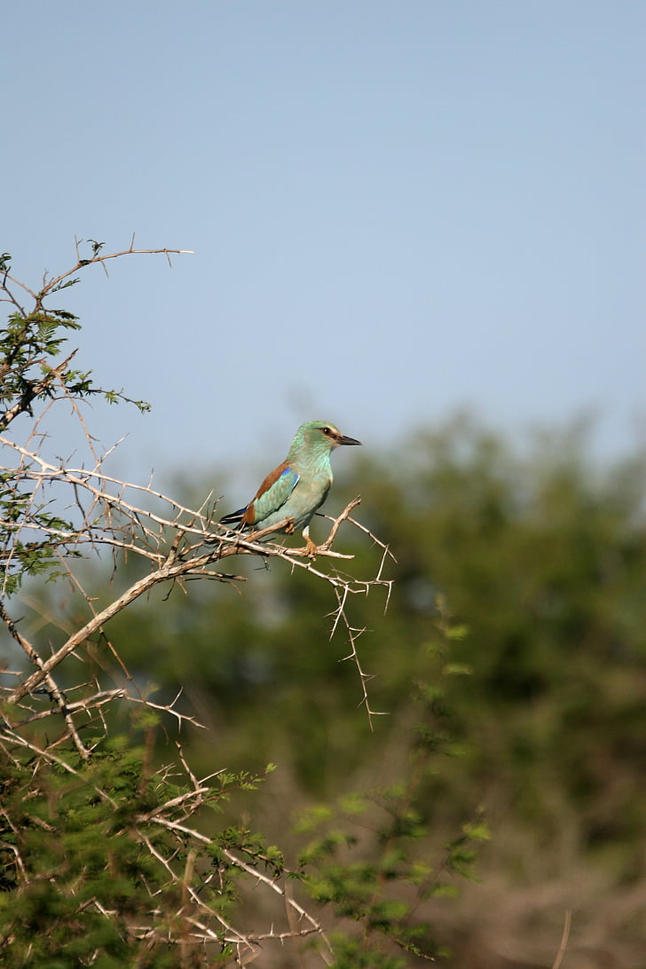 verde-breasted roller, uccello, fauna selvatica, Arroccato, cespuglio spinoso, piumaggio colorato, natura