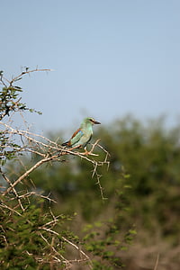 green-breasted roller, bird, wildlife, perched, thorn bush, colourful plumage, nature