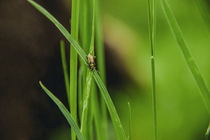 Unschärfe, Grass, Insekt, Natur, Anlage, Blatt, grüne Farbe