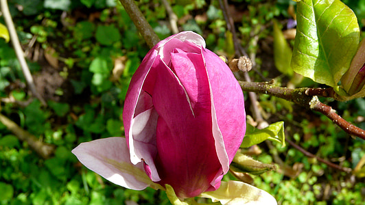 Magnolia, õis, Bloom, puu, Aed, Park, Dekoratiivne