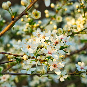 酸樱桃, 树, 自然, 夏季, 春天, 水果, 开花