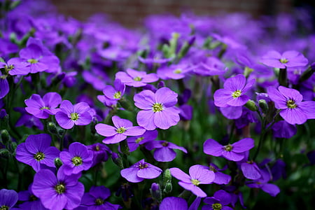 bunga, ungu, penutup tanah, Tutup, ungu, bunga ungu, Blossom