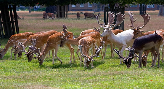 deer, roe deer, herd, white, white stag, stag, buck