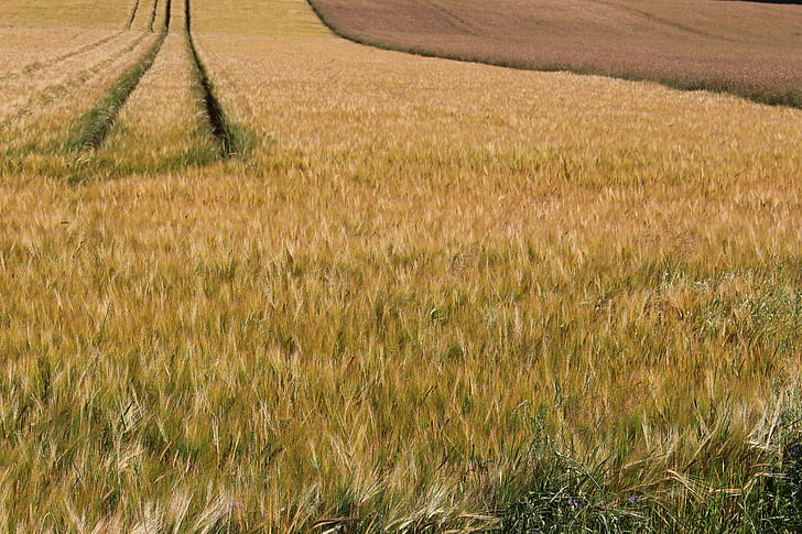 fält, kanten av fältet, korn, raps, jordbruk, åkermark, spannmål