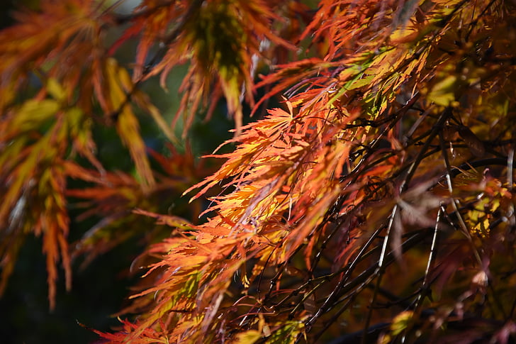 kritums, rudens lapas, sarkano lapu, kļavu lapas