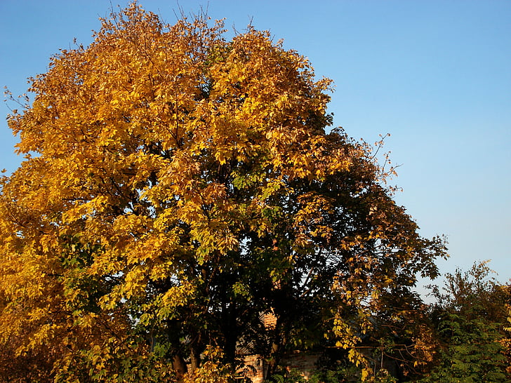 jesenné lístie, žlté listy, jeseň, jesenný strom, žltá strom, žltá, Príroda