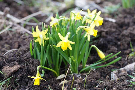 easter, flowers, daffodils, osterglocken, spring, garden