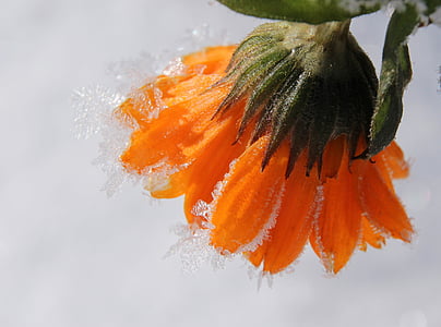 Marigold, květ, Bloom, zahradnictví, zmrazené, mráz, Zimní