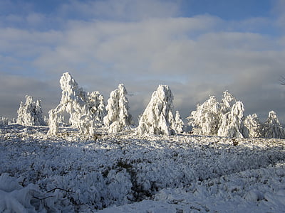 cây, băng, Frost, cảnh quan, Thiên nhiên, sương muối, chín