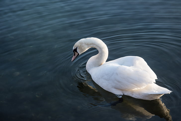 swan, sea, nature, water, lake, bird, white