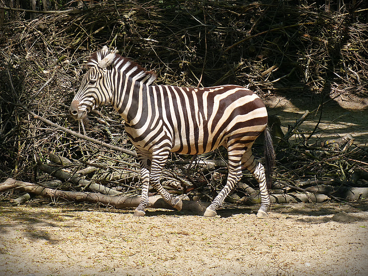 Zebra, wildes Pferd, gestreift, schwarz weiß