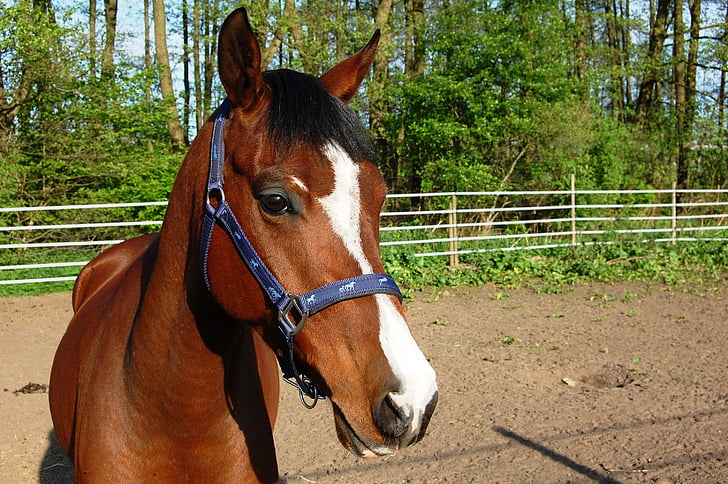 hästen, ögon, öronen, huvudet av en häst, brun, nos