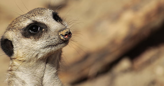 meerkat, animal, wild animal, nature, curious, guard, zoo