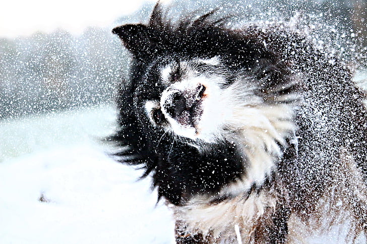 сняг, куче, граница, снежинки, зимни, куче в снега, Herding куче