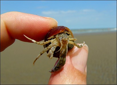 cancer, crab, shellfish, pliers, meeresbewohner, water creature, beach