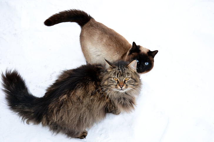 hayvan, kürklü, Siberian kedi, Siyam kedisi, mavi gözlü, arkadaşlar, kar