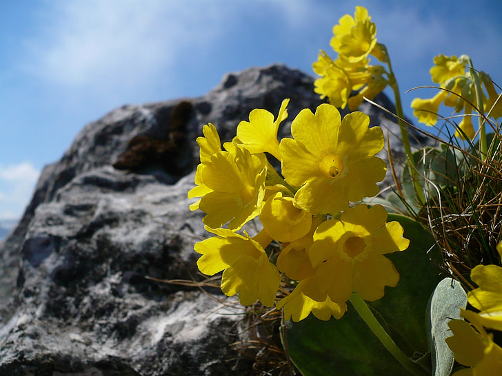 alpejskie primrose, kwiat, Wiesiołek, żółty, roślina, Natura, Zamknij