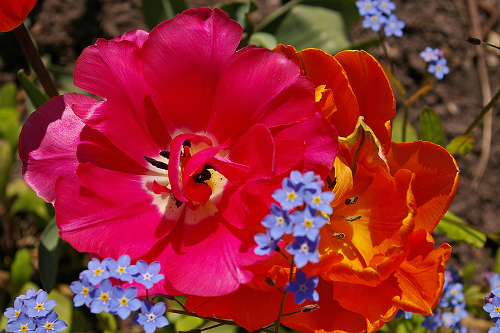 tulipány, oranžové tulipány, růžová, květ, jaro, Příroda, květiny