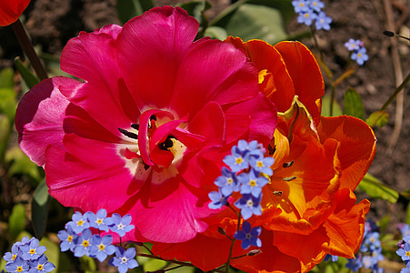 tulips, orange tulips, pink, flower, spring, nature, flowers