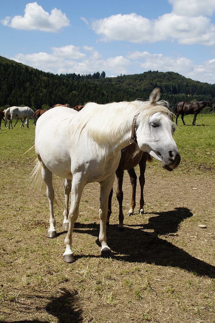 mare, mold, arabs, horse, thoroughbred arabian, pasture, horse head